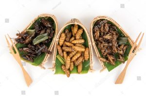 insetti diversi da utilizzare come novel food
