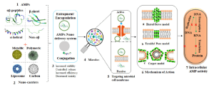 peptidi antimicrobici biochem
