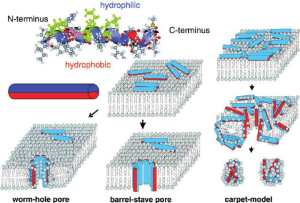peptidi antimicrobici- biochem